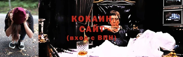прущие грибы Новозыбков